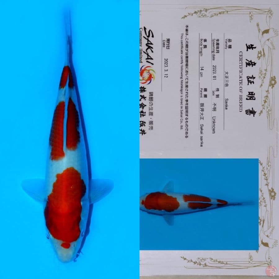 SAKAI KOHAKU HQ 24CM