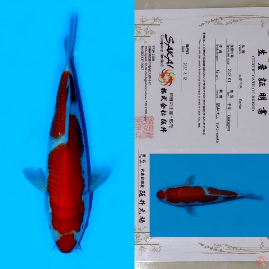 SAKAI KOHAKU HQ 22CM