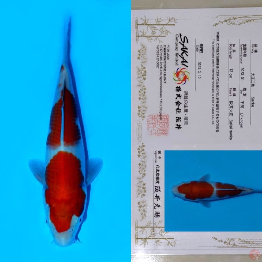 SAKAI KOHAKU HQ 22CM