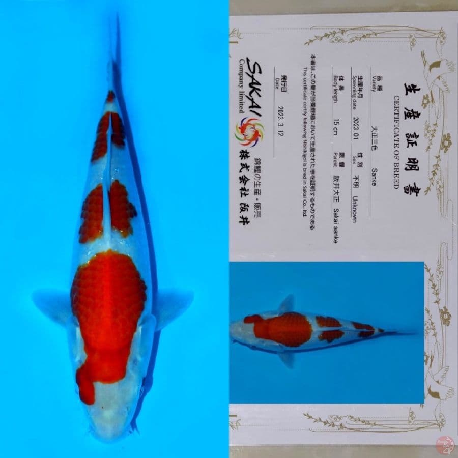 SAKAI KOHAKU HQ 26CM