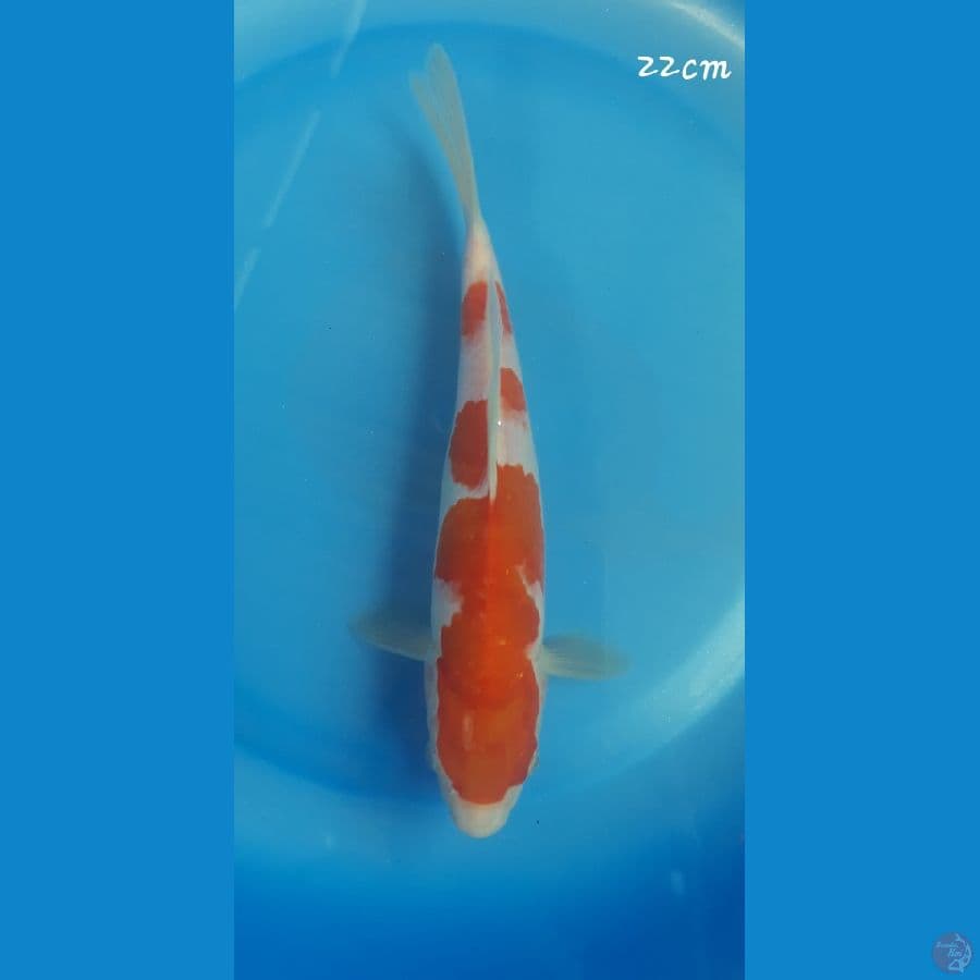 Kohaku 22cm