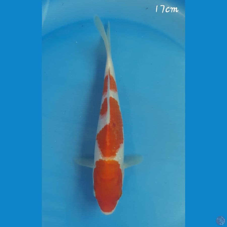 Kohaku 17cm