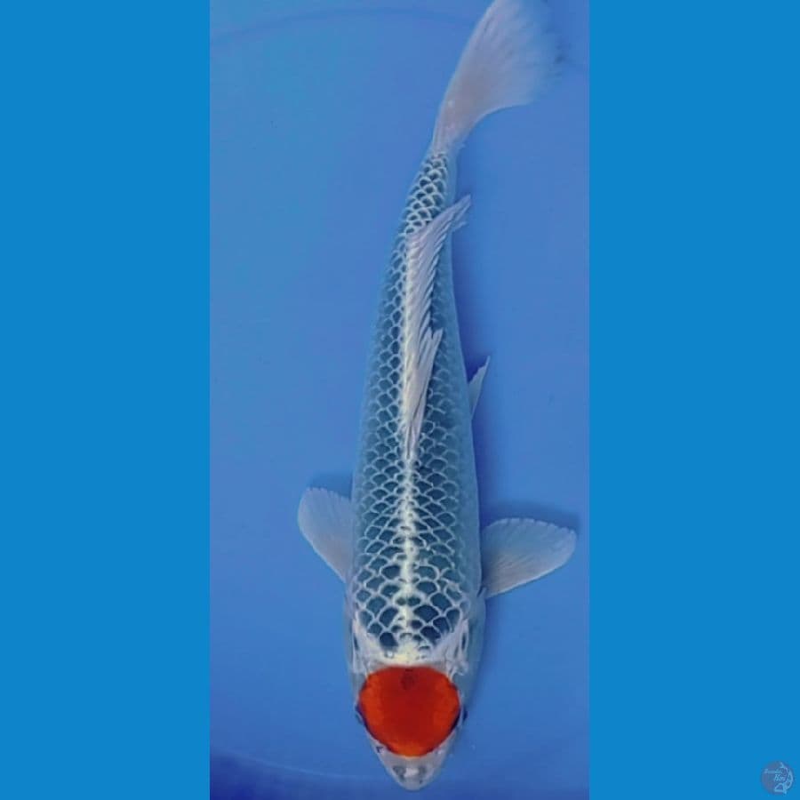 TANCO 40CM