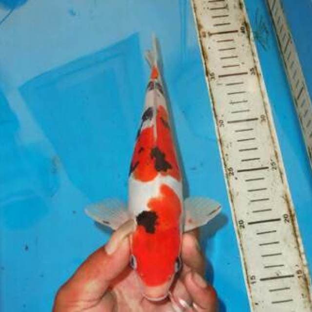 SANSHOKU DALMATION