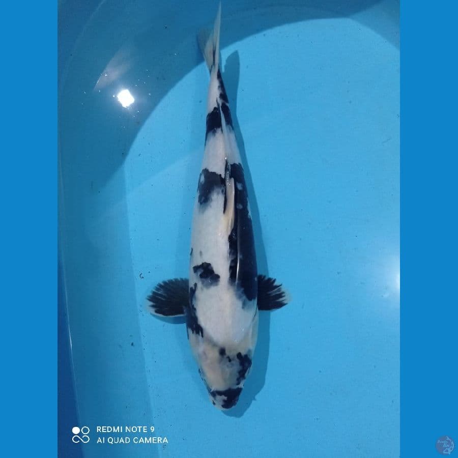 SIIIROOO 40CM