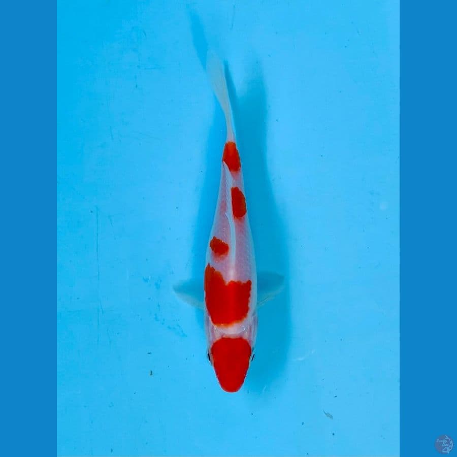 Maruten Kohaku Ori 16cm