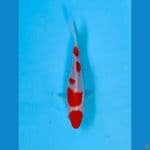 Maruten Kohaku Ori 16cm