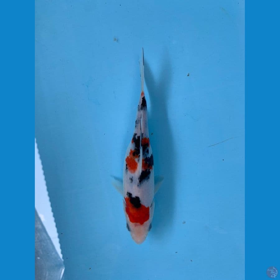 Bozu Sanke Tsubosumi 21cm