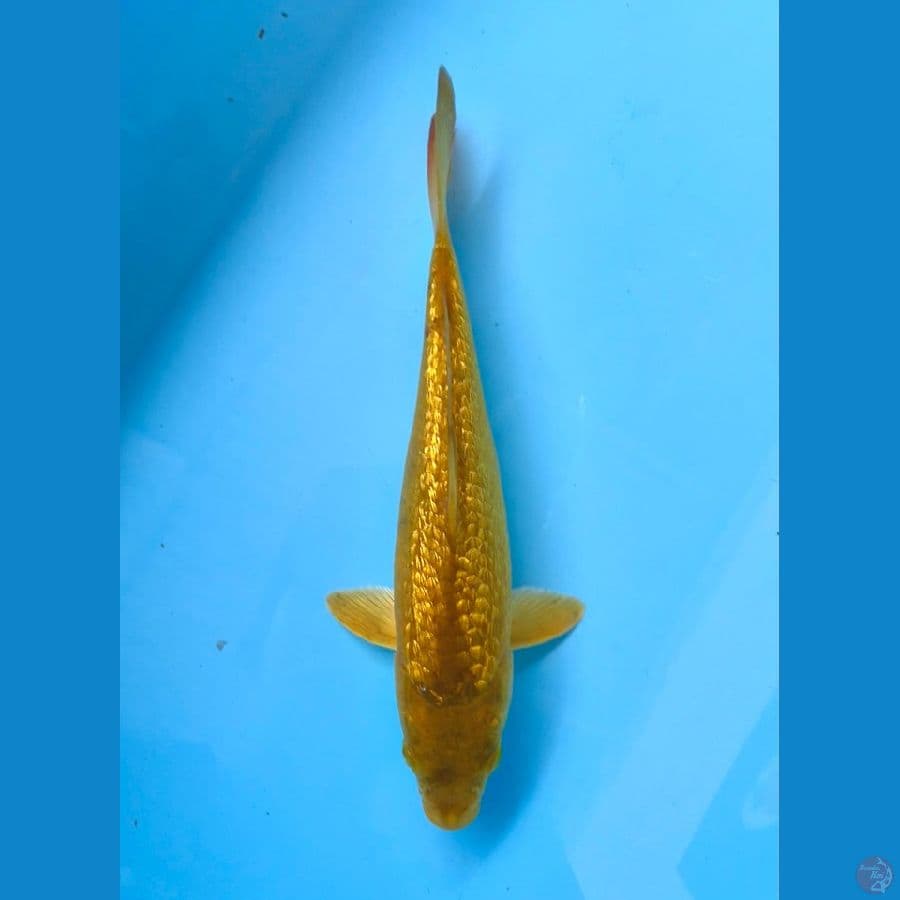 Ginrin 27cm