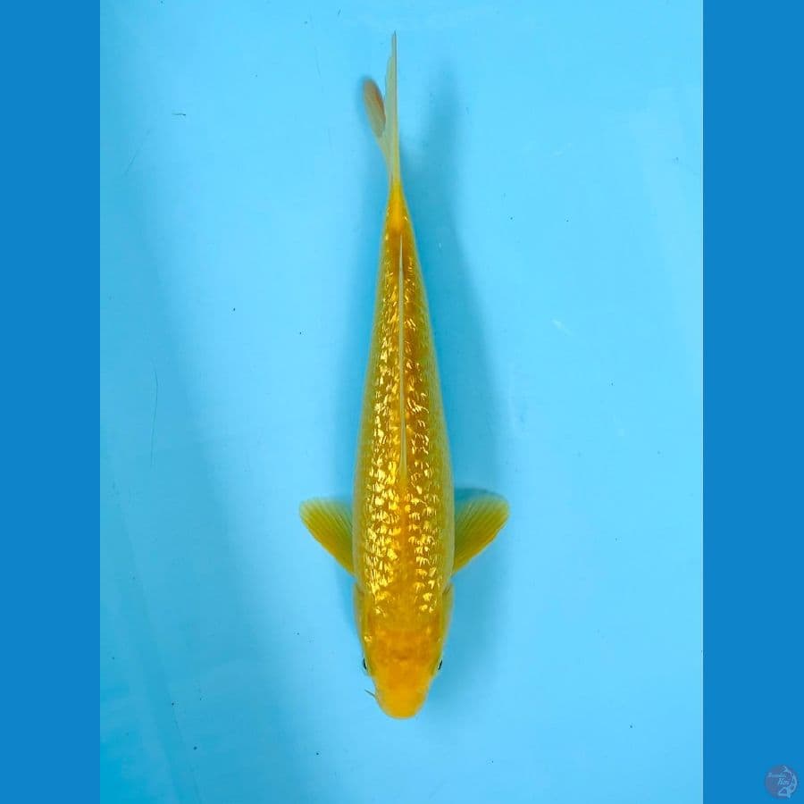 Ginrin Karashi 26cm