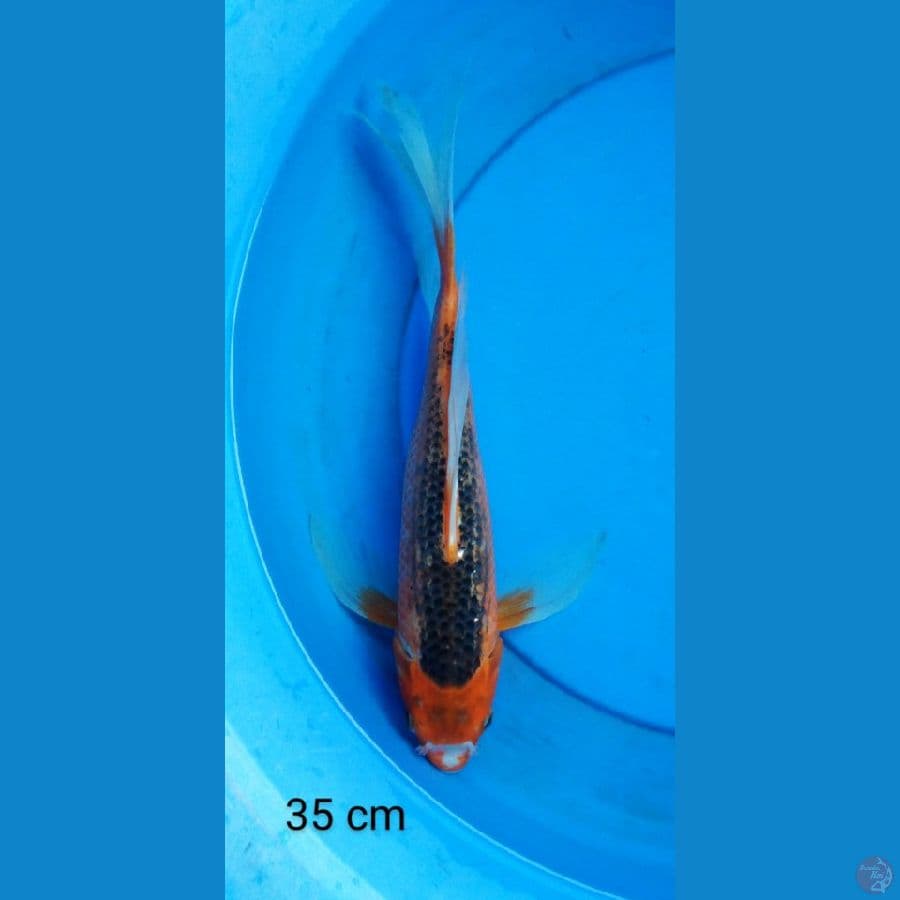 kumpay aka matshuba 35 cm