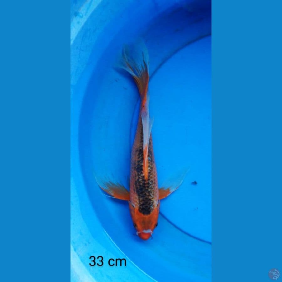 kumpay aka matshuba 33 cm
