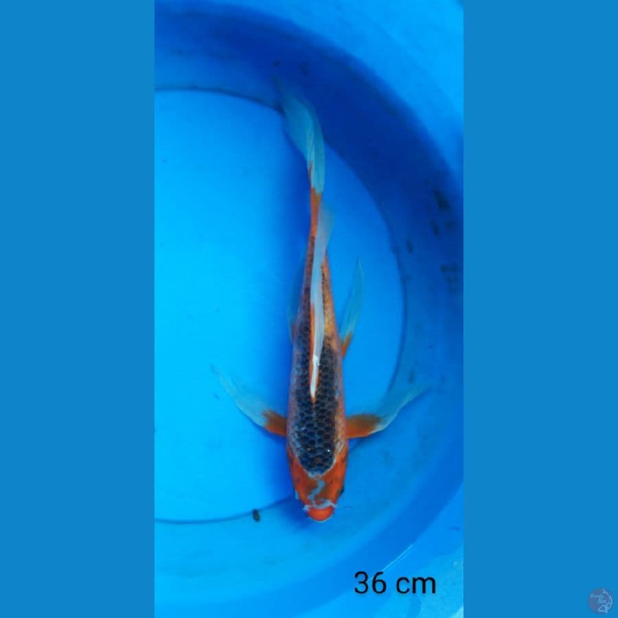 kumpay asagi 36 cm