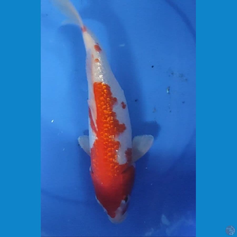 Original Kohaku Full Gindrin Berpunuk 33 cm Female