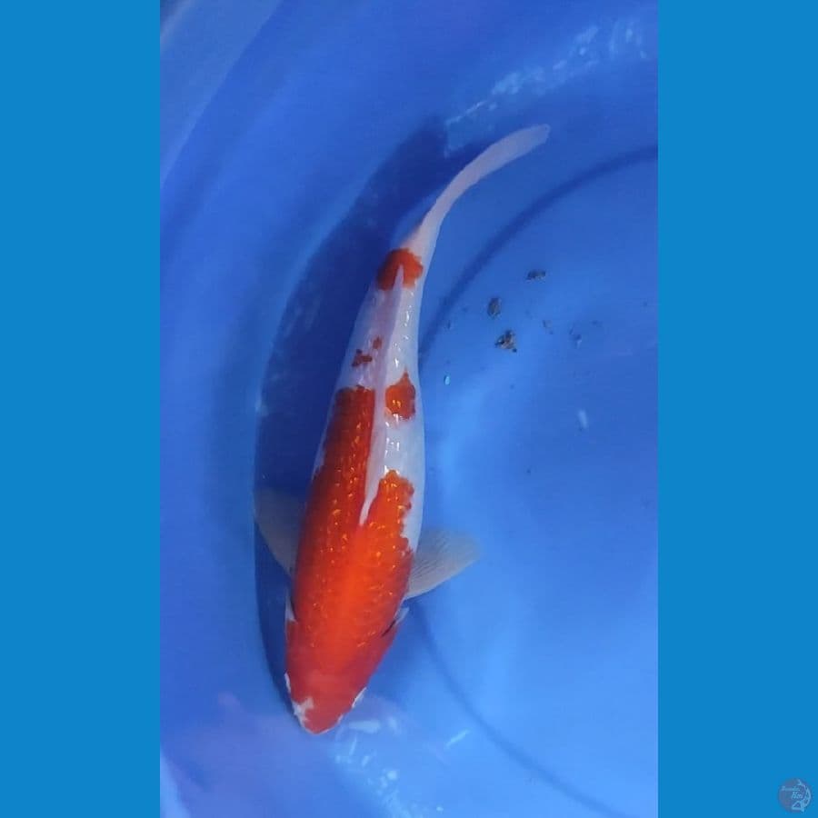 ORIGINAL KOHAKU FULL GINDRIN BEEPUNUK 33 CM MALE