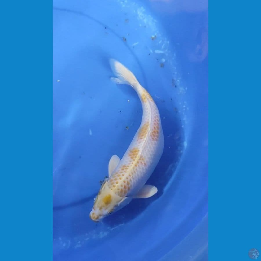 HARIWAKE 29.5 CM FEMALE