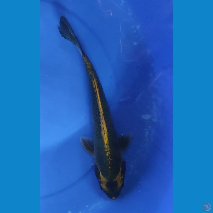 KABUTO 31 CM FEMALE