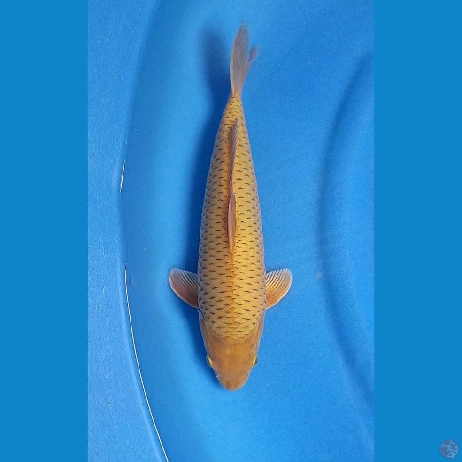 CARAMEL  36CM - FEMALE