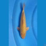 CARAMEL  36CM - FEMALE