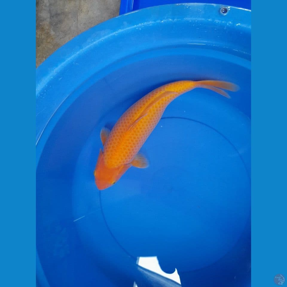 40cm Red karasi Quality