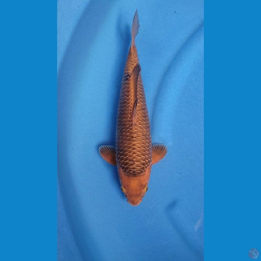 CARAMEL 34CM - FEMALE