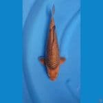 CARAMEL 34CM - FEMALE
