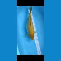 jumbo f45cm