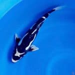 Dolpino 35cm male