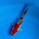 ochiba sigure 23cm 