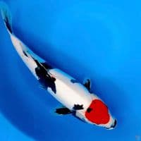 Pure Doitsu 42cm Tancho showa Male