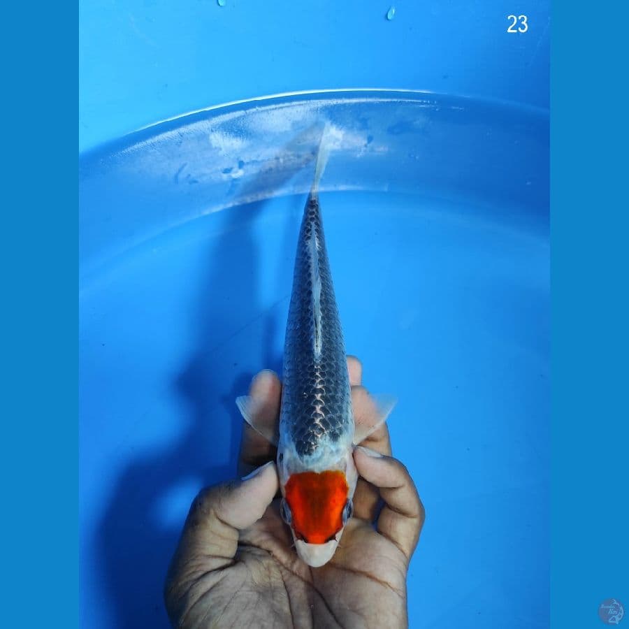 TANCHO GHOSIKI 23CM