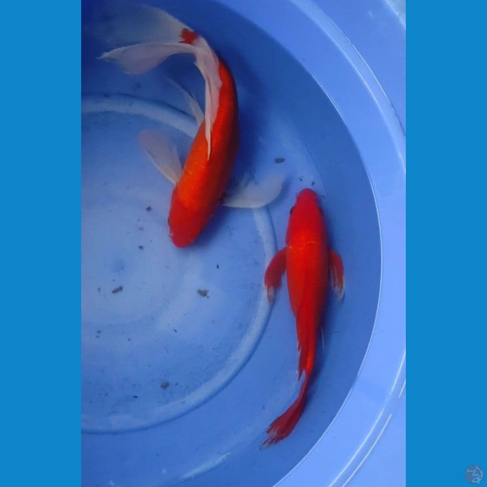 kumpay benigoi dan akahajiro 34 dan 38 cm