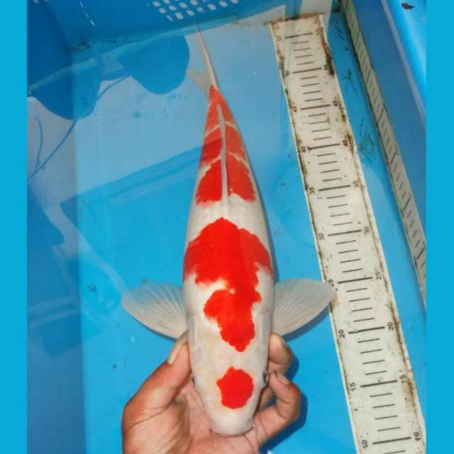 F1 KOHAKU TOTOL TOTOL