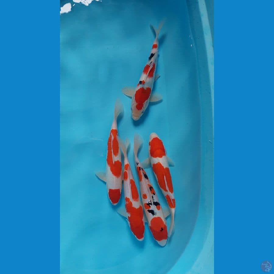 26-30 cm