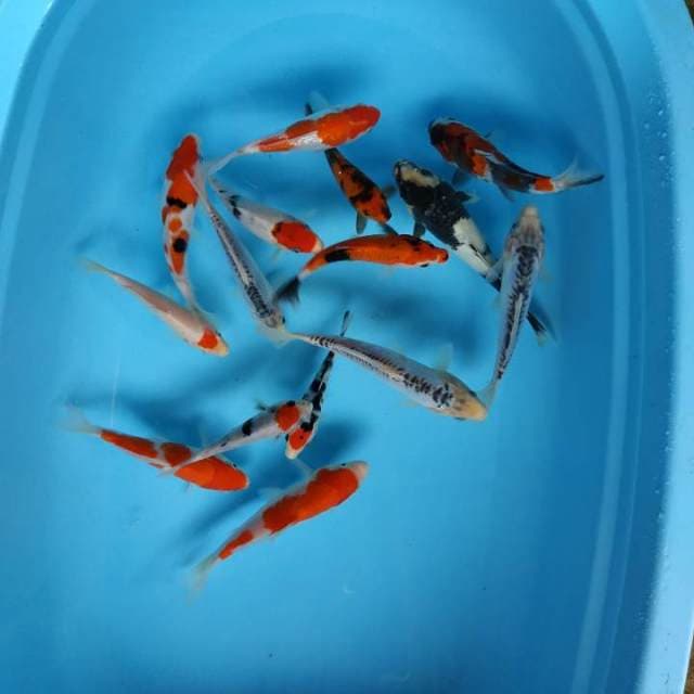 Mix koi 15 ekor