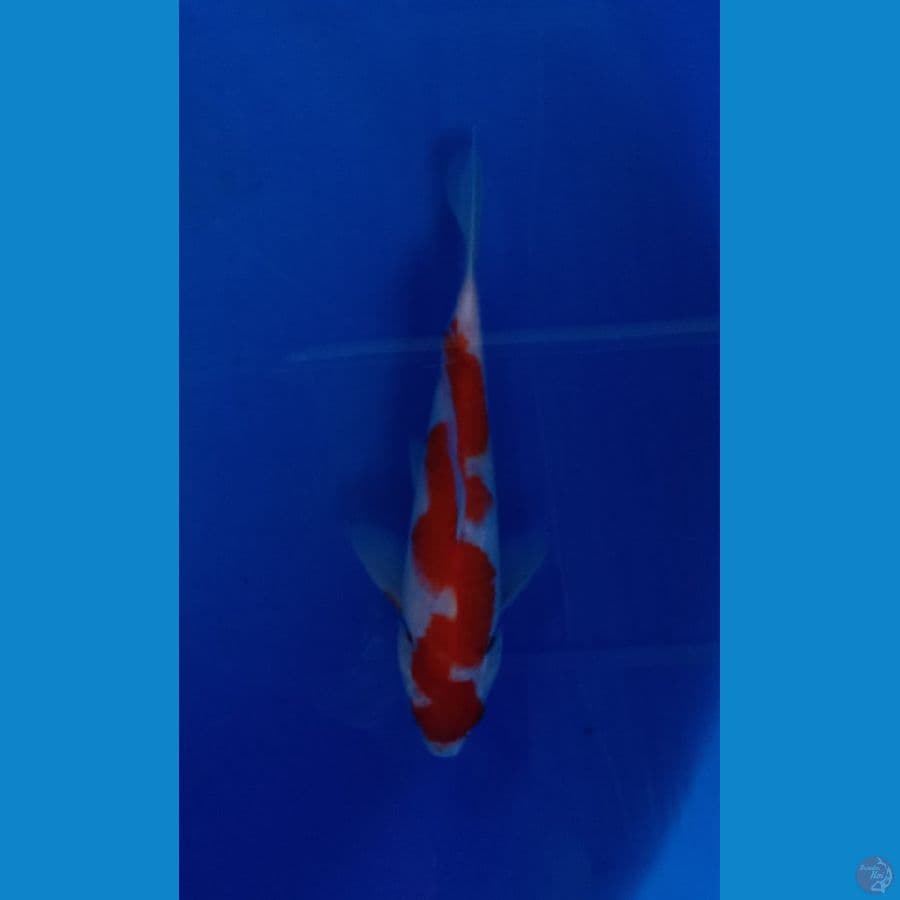 INAZUMA KOHAKU 22CM JANTAN