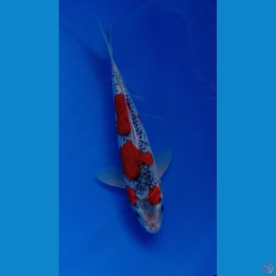 GOSHIKI RACING 21CM(JANTAN)