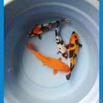 MIX KOI