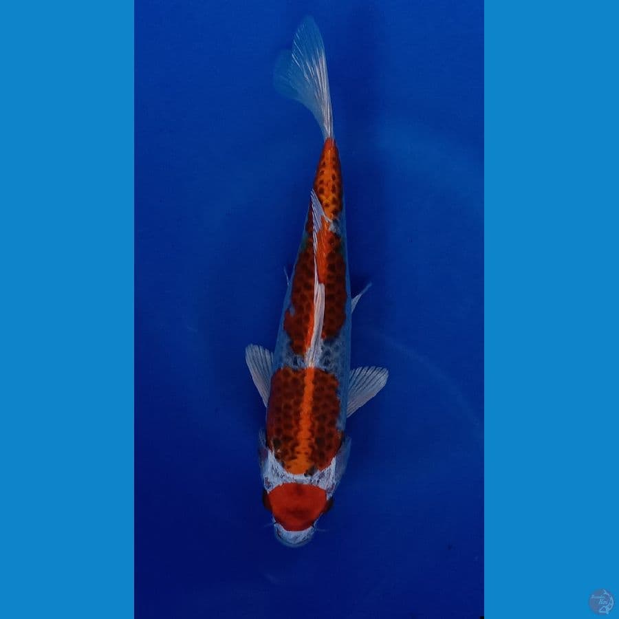 MARUTEN KUJAKU 25CM( JANTAN)