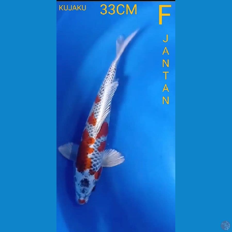 RED KUJAKU. 33CM(MALE)