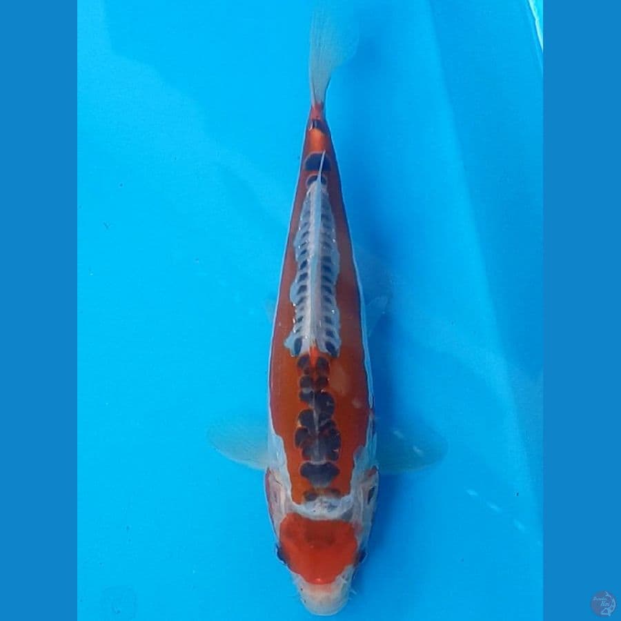 MARUTEN SHUSUI