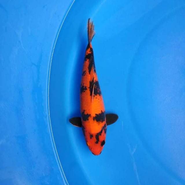 Hi utsuri