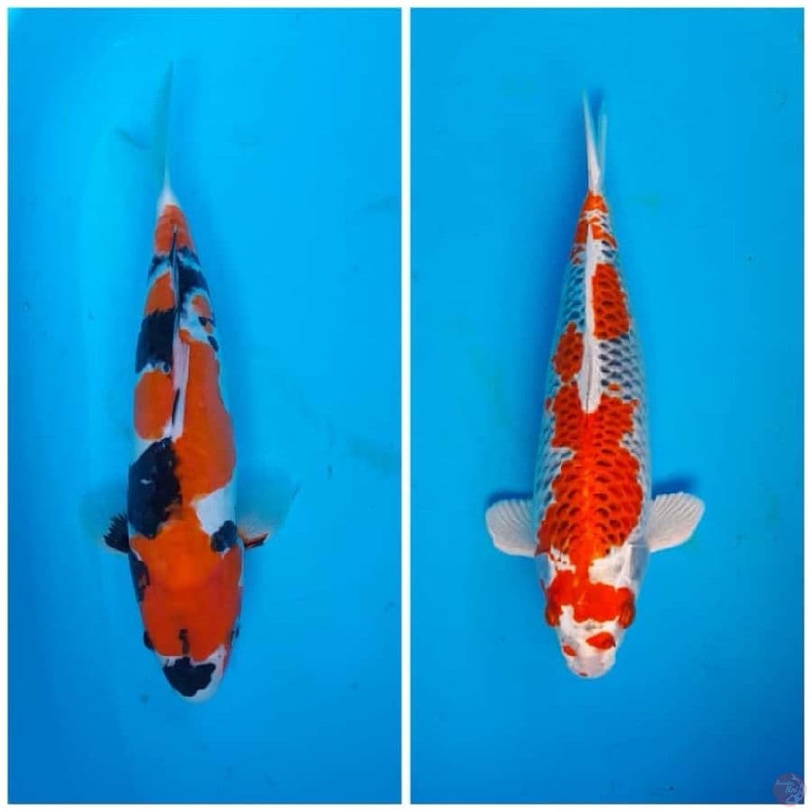 kujaku 34cm doitsu 40cm