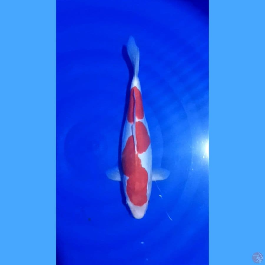 kohaku doit 32cm