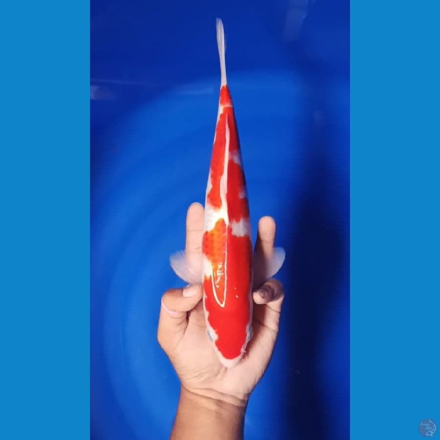 kohaku 30 cm