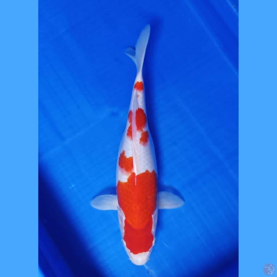kohaku 34 cm