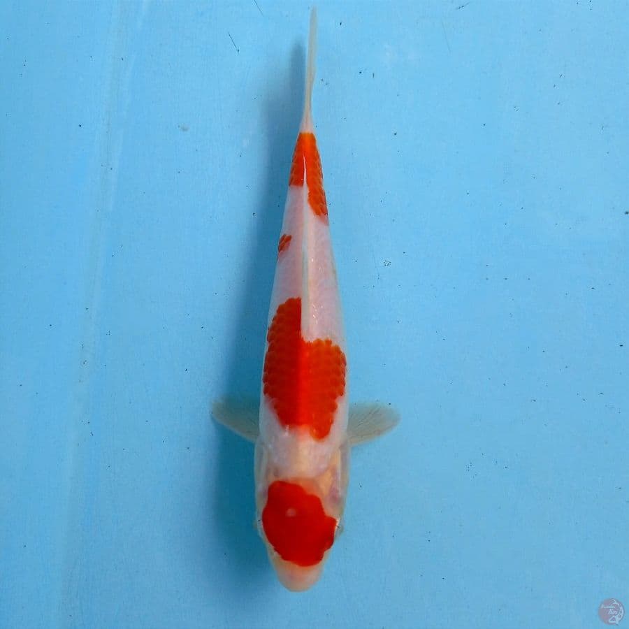 kohaku, 18 cm