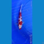sanke merah strong 28cm male