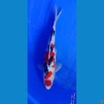 sanke HQ 35cm male