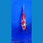 kohaku kuchibeni doits 39 cm